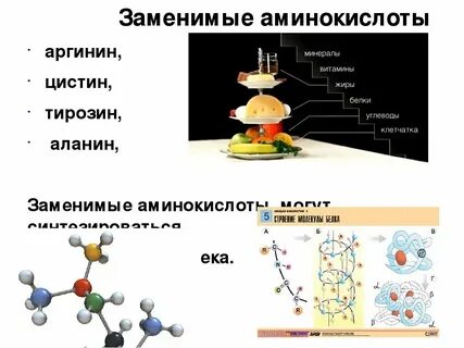 20 заменимых аминокислот