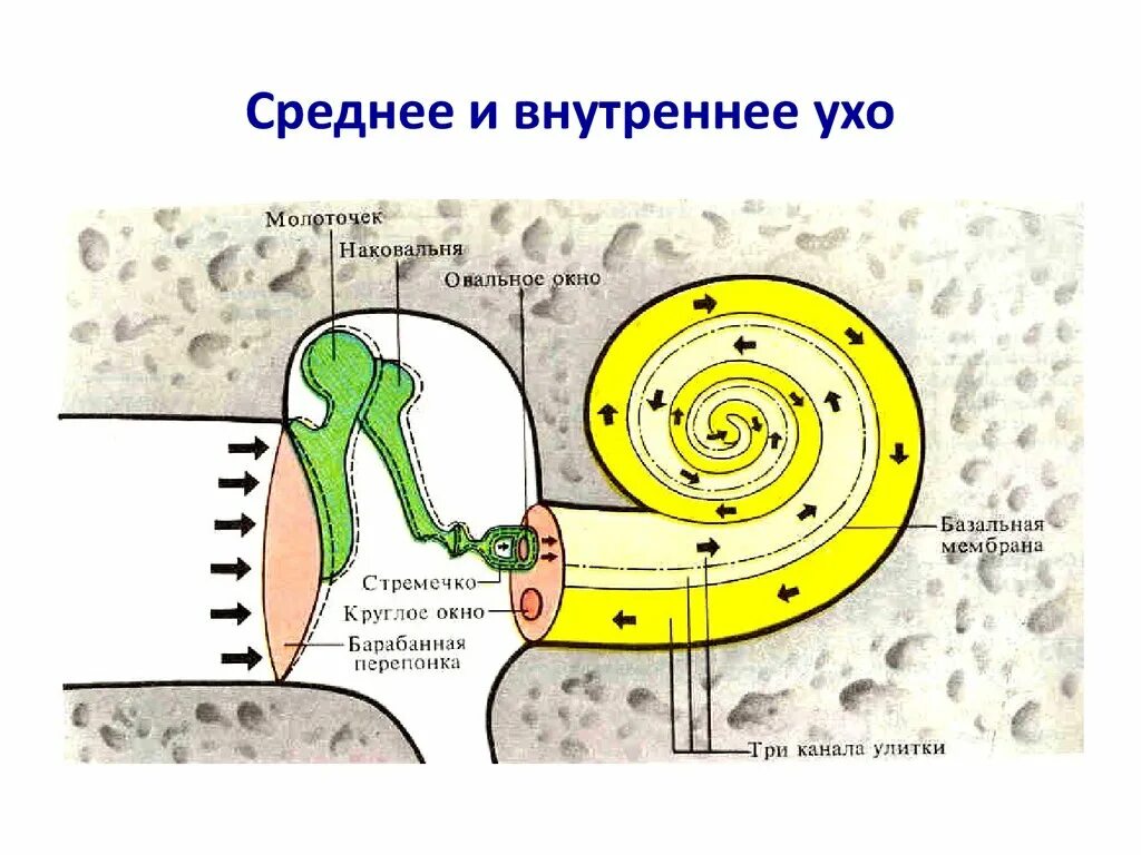 Внутреннее ухо улитка анатомия. Строение улитки внутреннего уха. Строение внутреннего уха. Структура улитки внутреннего уха.
