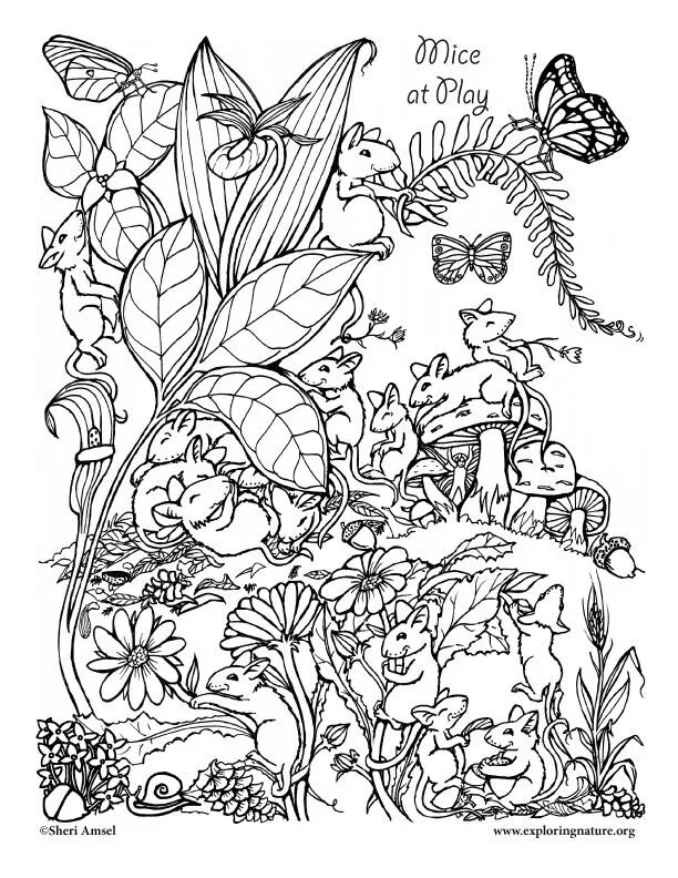 Hidden pages. Wonderland exploration раскраска. hidden pictures. орг рисунок. hidden pictures самые сложные.