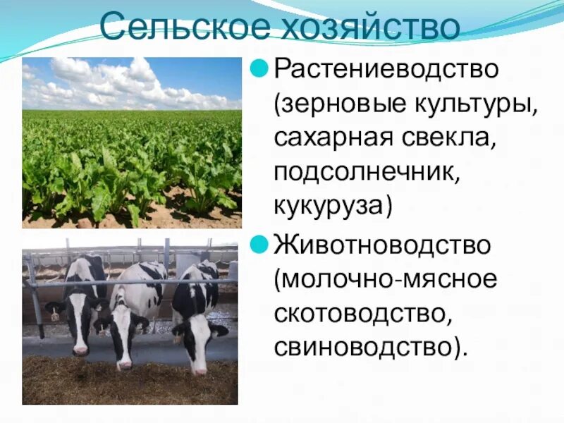 Сх центр. Хозяйство центрального Черноземного района. Сельское хозяйство ЦЧР. Центрально Черноземный район хозяйство района. Сельское хозяйство Центрально Черноземного района.