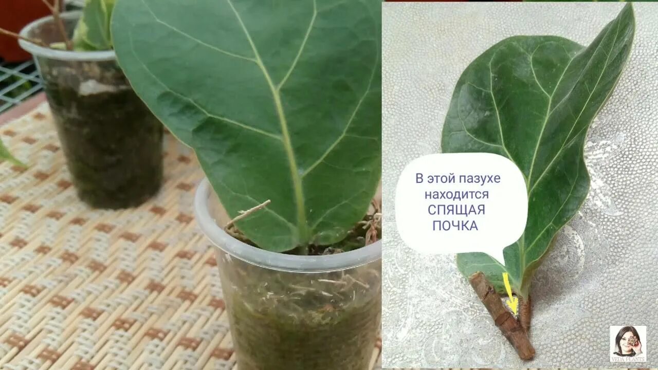 Как правильно укоренить лист. Фикус лировидный каучуконосный. фикус лирата черенок. фикус каучуконосный отростки. укоренить фикус лирата.