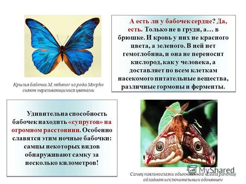 Бабочка легенды. Сообщение о бабочке. Наука о бабочках называется. Наука о бабочках. Наука о бабочках называется.