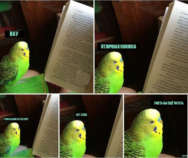 Попугай с книгой. Мемы с попугаями и книгой. Попугай с книгой Мем. Мем с попугаем и книжкой. Жалкая читать