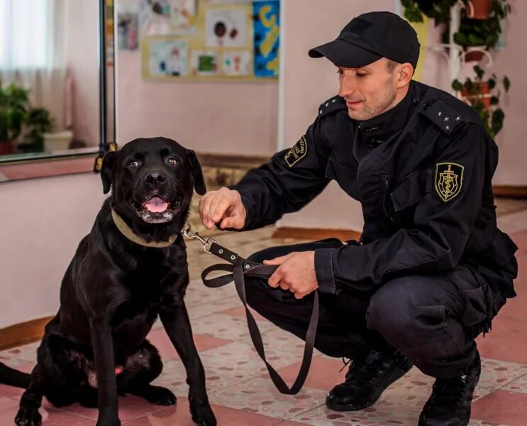 Хозяином и сторожем. Лабрадор ретривер в полиции. Собаки для охраны. Собаки охранники. Лабрадор охрана.