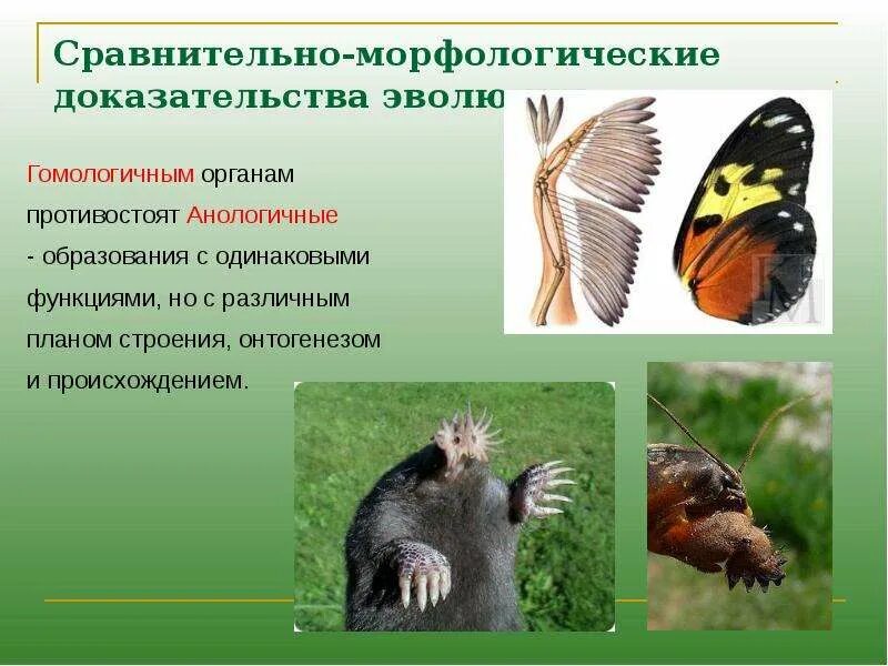 Из предложенного списка выберите гомологичные органы. Сравнительно морфологические доказательства эволюции. гомологичные органы доказательства эволюции. аналогичные органы доказательства эволюции. аналогичные и гомологичные органы доказательства эволюции.