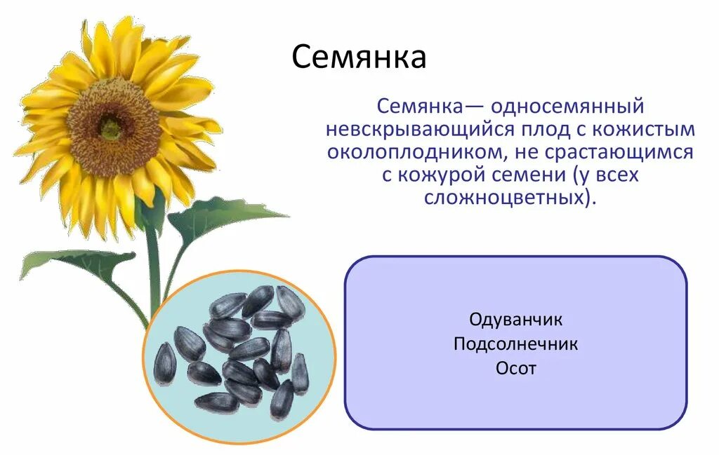 Плод семянка подсолнечник. Подсолнух плод семянка. Семена подсолнечника семянка. Семянка односемянный плод. Околоплодник подсолнечника