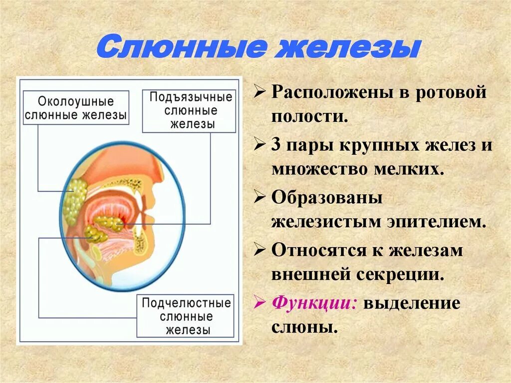 Строение и функции слюнных желез кратко. Слюнные железы строение и функции. Строение слюнной железы 8 класс. Функции ротовой полости 8 класс биология.