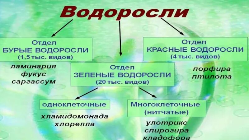 Водоросли параграф. Классификация водорослей. Систематика водорослей. Водоросли таблица. Систематика водорослей ЕГЭ.