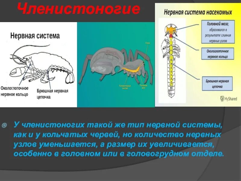 Какой вид имеет нервная система хордовых. Эволюция нервной системы у членистоногих. Нервная система кольчатых и членистоногих. Эволюция хордовых. Эволюция нервной системы ступени.
