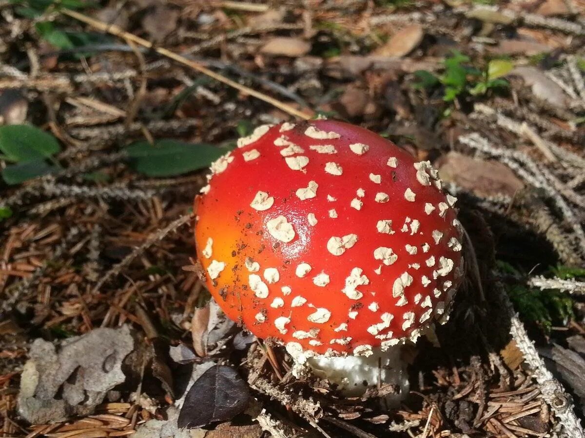 Микология. Микология картинки. Микология фото. Микология змея. 4 микология