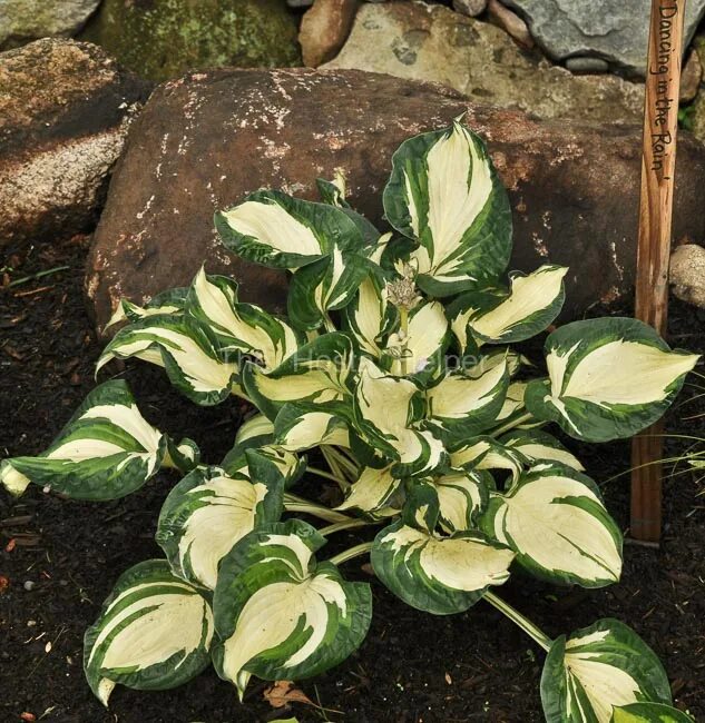 Хоста дансинг ин зе рейн. Осадки хоста. Хоста билл бринка. Осадки хоста. Хоста гибридная дансинг ин зе рейн.