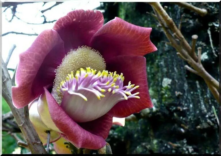 Курупита гвианская дерево. Удивительные растения сельвы Южной Америки. Орхидея эндемик Южной Америки. Эндемики Южной Америки растения. Виды растений в южной америке