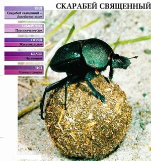 Скарабеи где обитает
