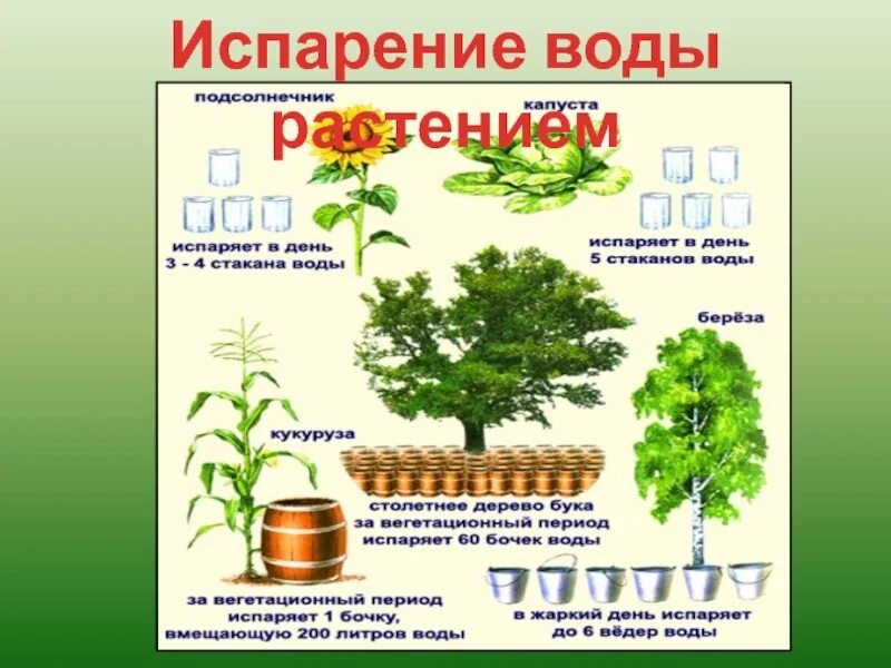 Испарение воды растениями 6 класс биология. Испарение воды растениями листопад. Испарение воды листьями растений. Опыт доказывающий испарение воды растениями. Испарение воды растениями 6 класс кратко