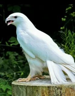 Бывает ли белое