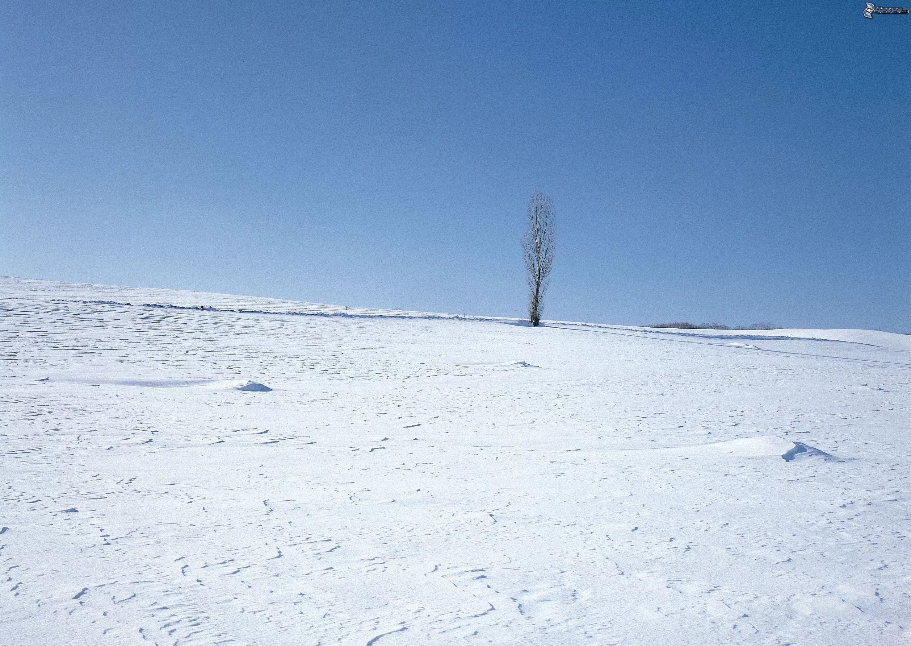 Зачем земле снег. Снежное поле. Снег поле. Снег на поверхности. Зимнее поле без деревьев.