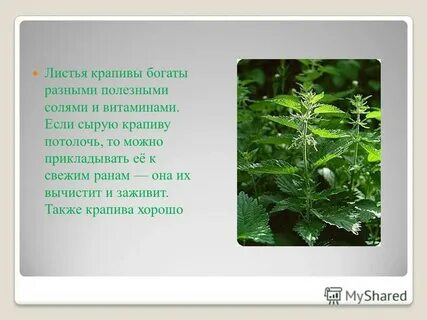 И от горькой обиды крапива средство выразительности