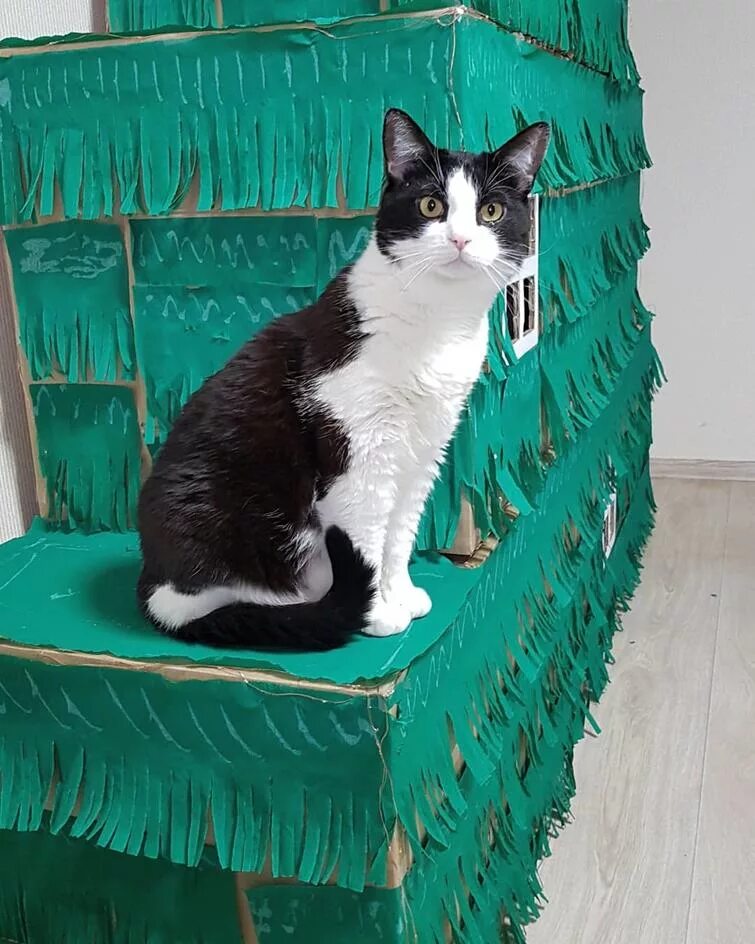 Ориентальная кошка. Фото морды кота крупным планом. Cat features. Русская голубая шартрез корат. Кот британец серый полосатый.