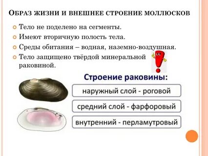 Установите соответствие между признаком моллюска и моллюском