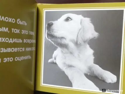 О чем думают собаки