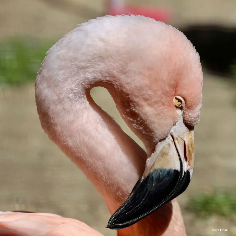 Шея фламинго. Фламинго. Фламинго. Фламинго самка. Красный фламинго голова.