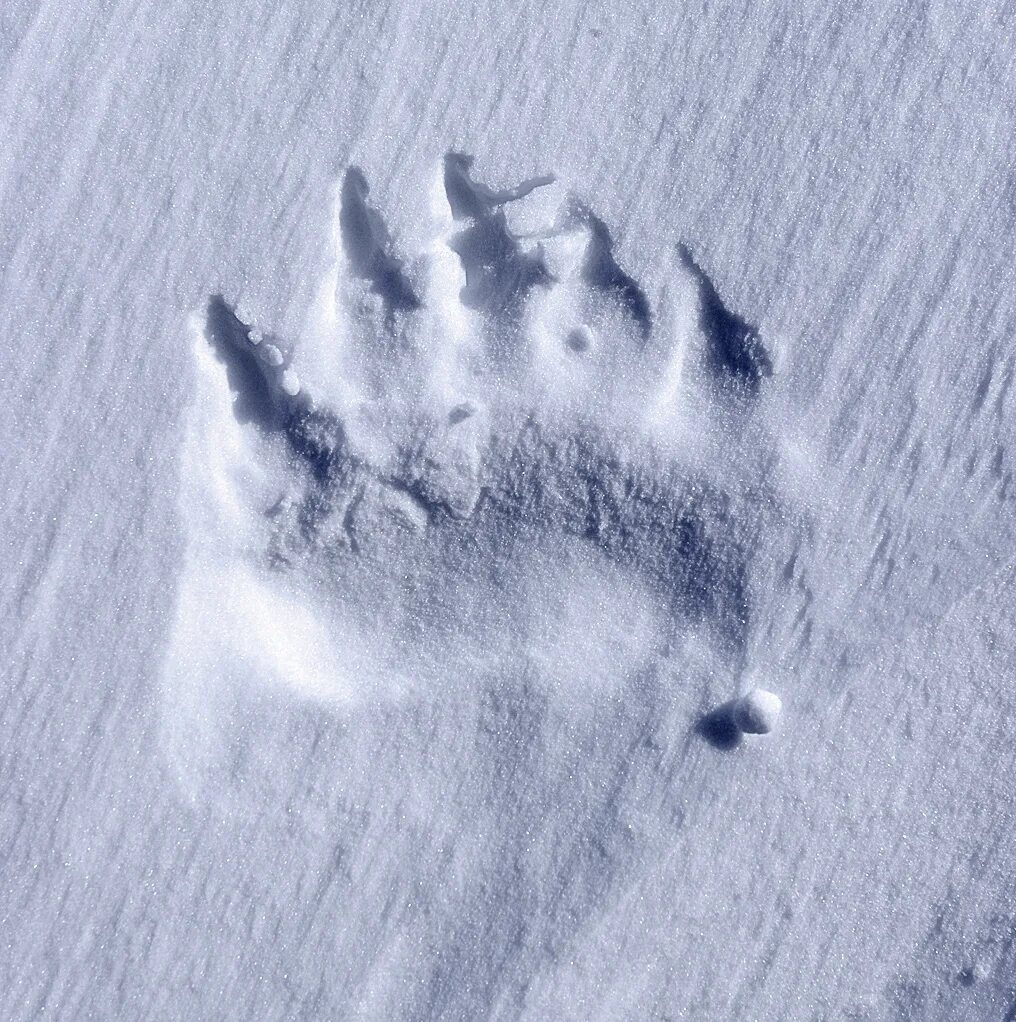 Лапки белые у лесного. Следы белого медведя. Следы медведя. Отпечаток лапы белого медведя. Отпечаток следа медведя.