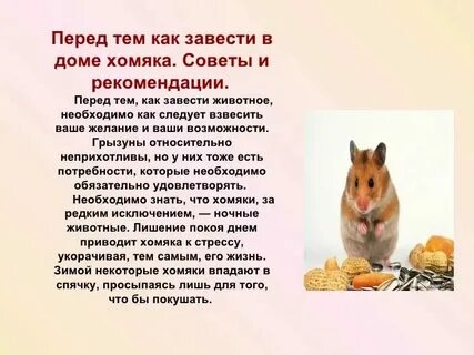 На каких биржах есть хомяк