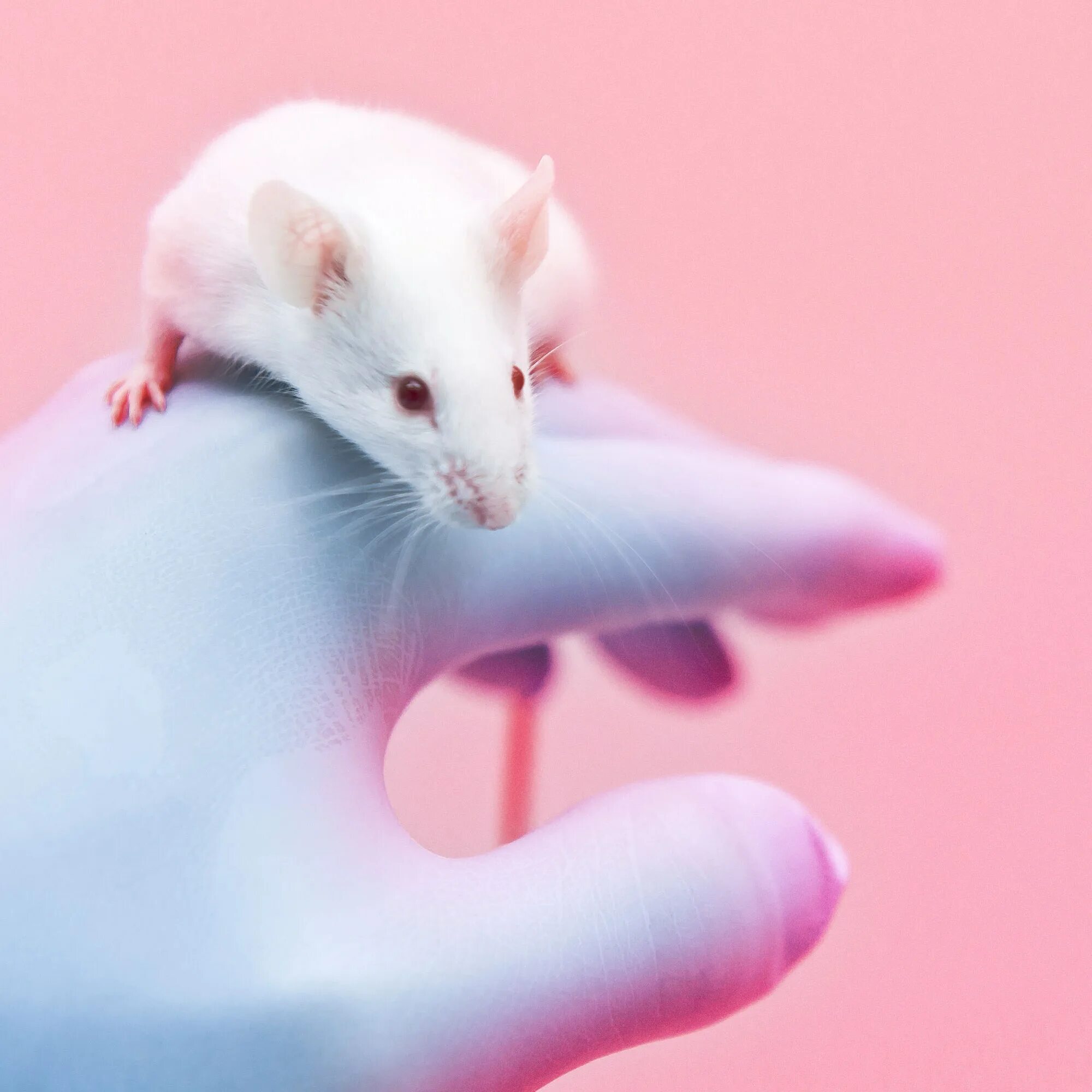 Эксперимент с мышами. Верни мышку. Мышь в магазине. Верни мышку. Смешные крысы.