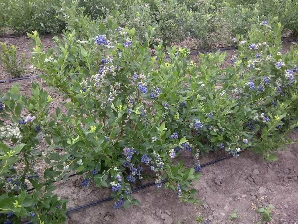 Голубика как растет в саду. Голубика блюкроп куст. голубика садовая куст. голубика садовая bluecrop. голубика садовая блюкроп цветет.