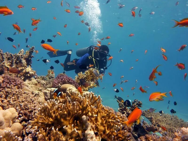 Sea dive. Дайвинг Шарм-Эль-Шейх. Дайвинг в Египте Шарм-Эль-Шейх. Дайвинг в шармаль Шейхе. Red Sea Waterworld Шарм Эль Шейх.