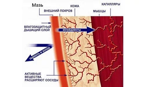 Расширение кожных сосудов. Сужение кожных сосудов. Расширение кожных сосудов влияет. Расширение кожных сосудов уменьшает