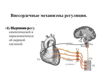 Симпатическая регуляция