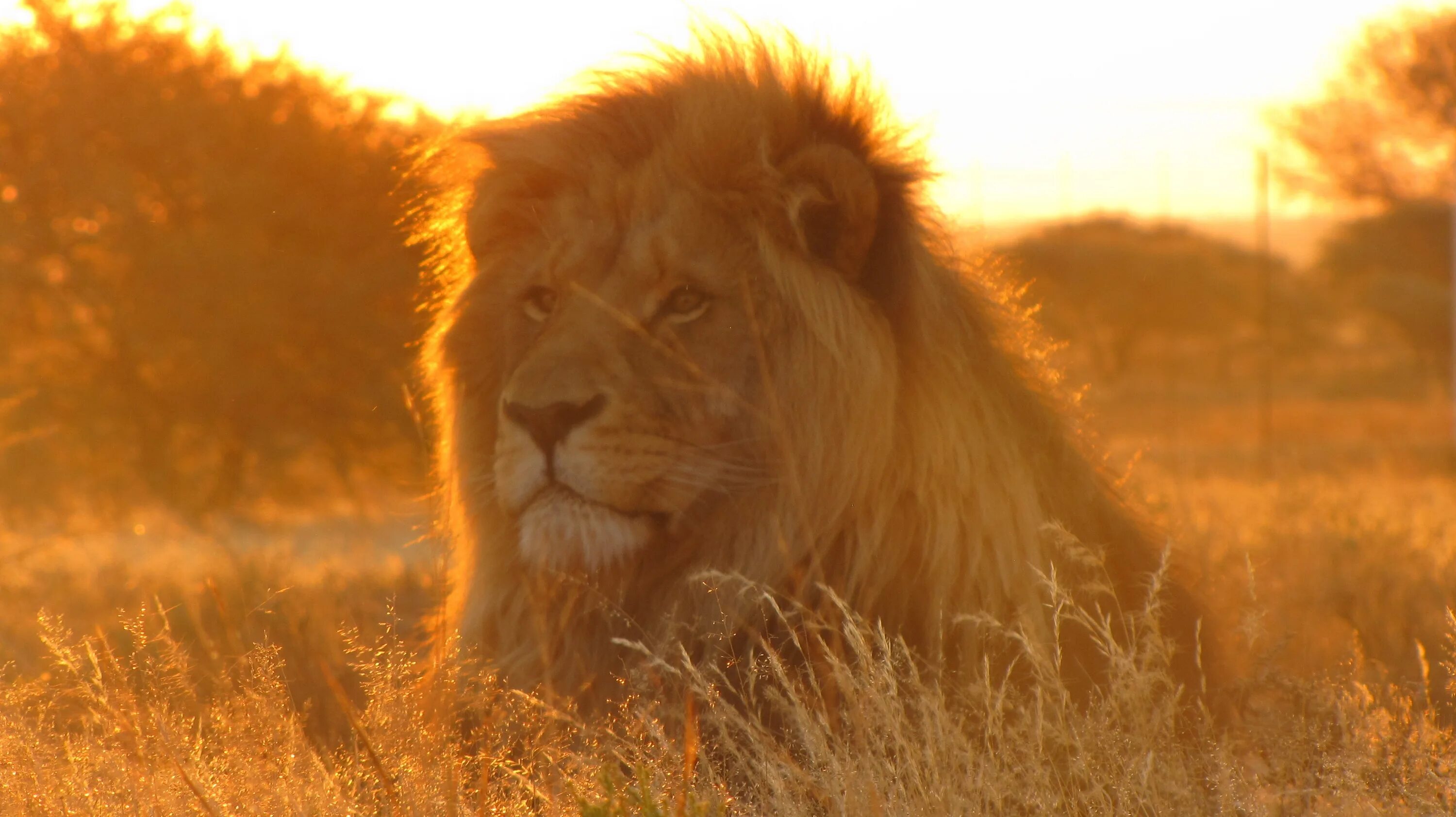 Лев в Африке. Львы в саванне. Африка Саванна Лев. Лев на закате. Africa lion