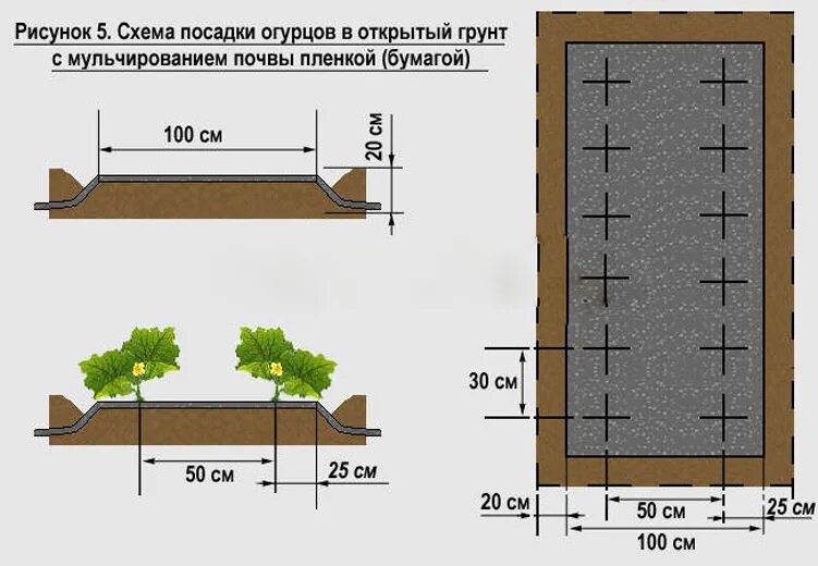 Какое выбрать место для посадки. Схема высадки рассады огурцов в теплице. Схема высадки рассады огурцов в открытый грунт. Огурцы схема посадки в открытый грунт. Схема посадки огурцов в открытом грунте.