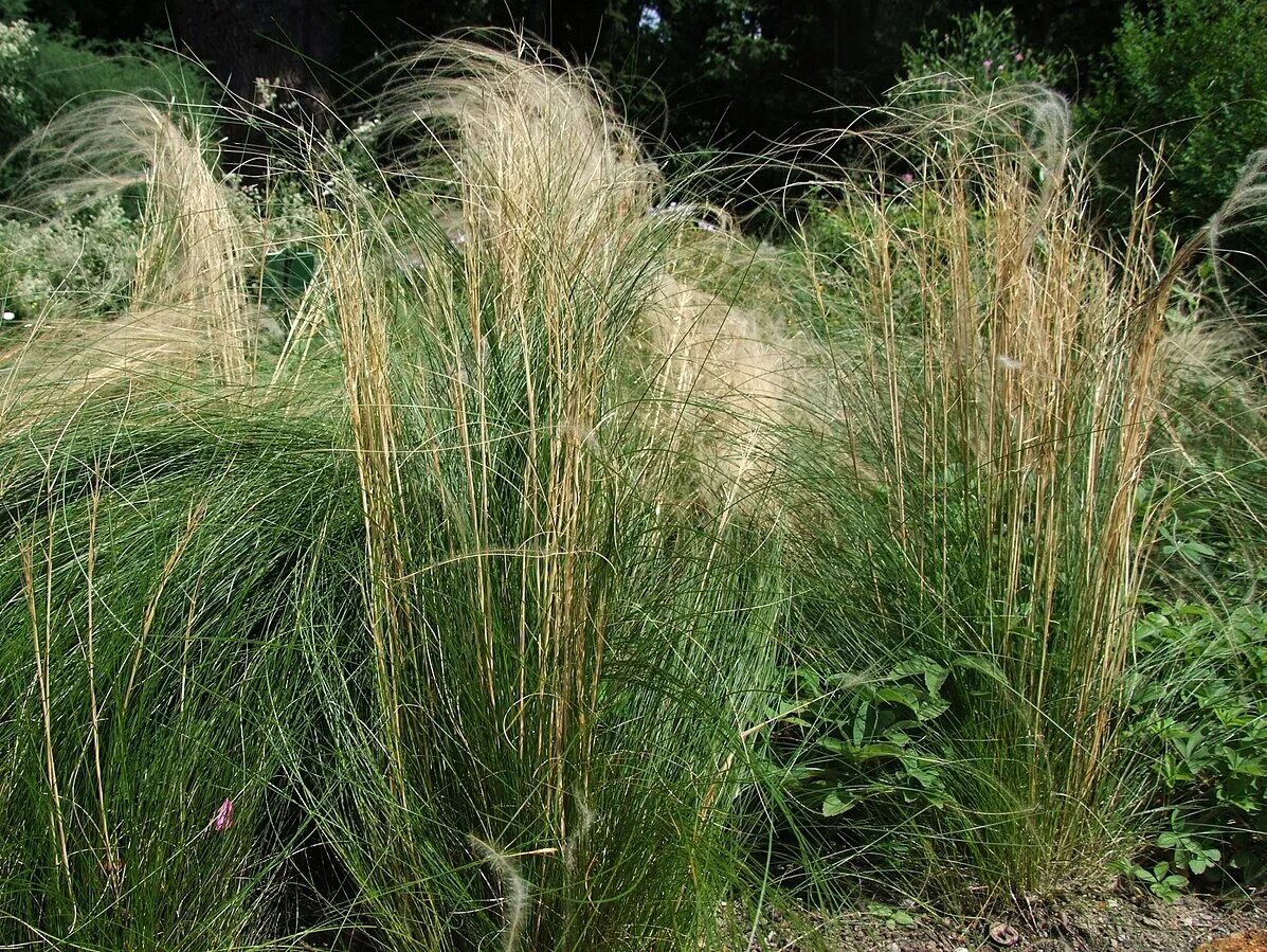 Ковыль волнистый. Ковыль красивейший (stipa pulcherrima). Ковыль-волосатик. Ковыль волосатик обитание. Ковыль степной.