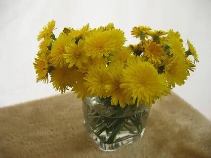Как вывести одуванчики