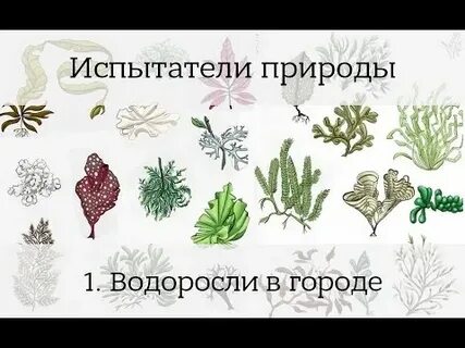 Водоросли разбор