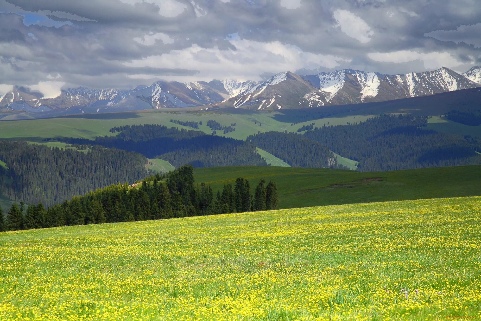 поле лес. природа в сельской местности. поля урала башкирия. поле деревня. родные просторы кировская область.