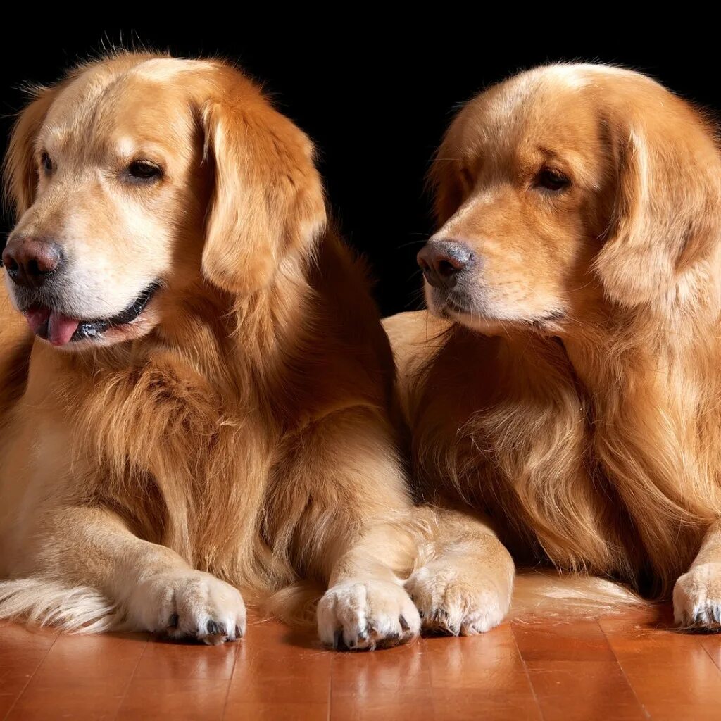 Golden pair
