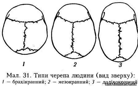 Черепные виды