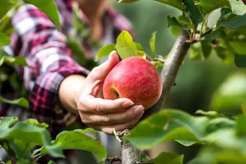 Apple farming