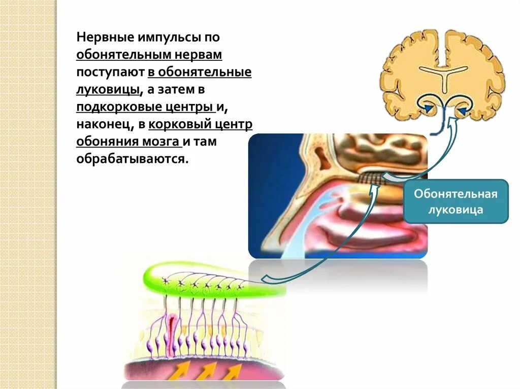 Обонятельный нерв отдел анализатора. Обонятельный нерв анализатор. Нервный центр обонятельного анализатора. Обонятельный нерв анатомия. 2 Нейрон обонятельного нерва.