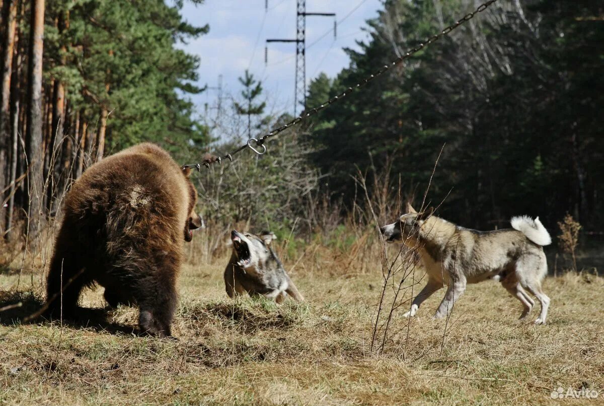 Лайка с медведями. Западно Сибирские лайки на охоте на медведя. Натаска лайки на медведя.