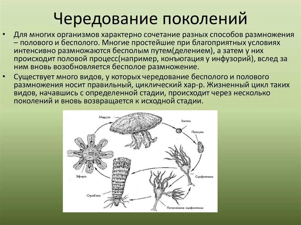 Бесполое и половое поколение растений. Чередование поколений полового размножения. Чередование поколений у животных. Чередование поколений характерно для. Чередование поколений у растений и животных.
