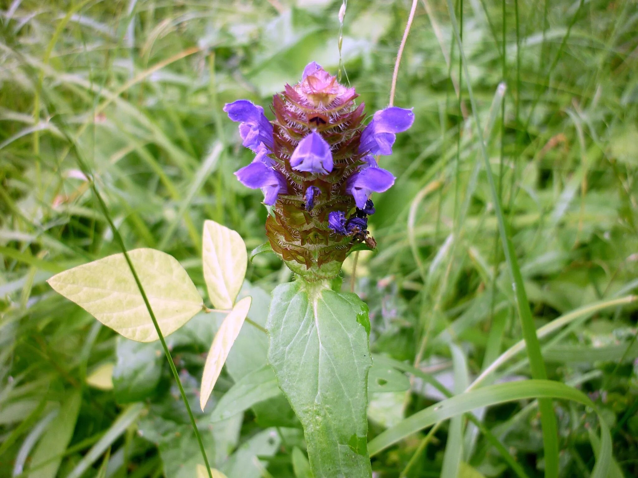 травы приморья. лекарственные растения приморья. лечебные травы приморского края. травы приморья. травянистые растения приморья.