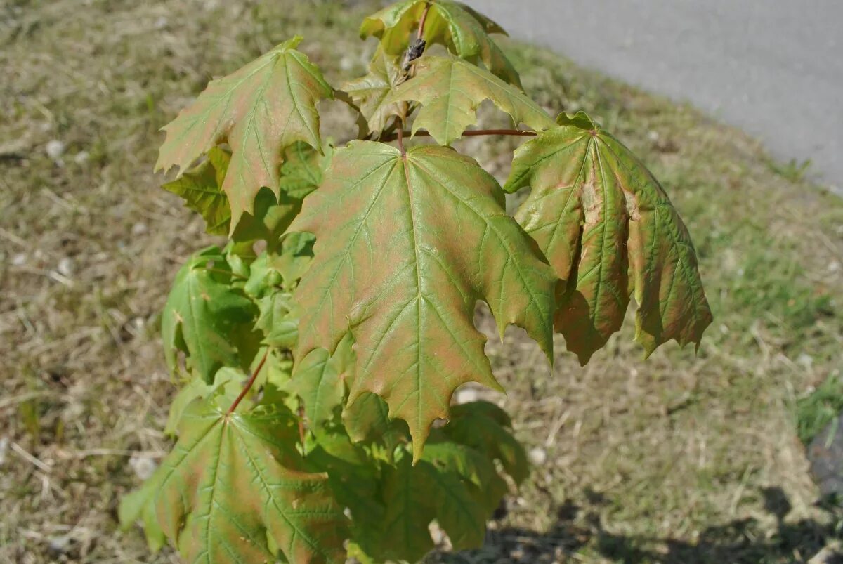 Листья кленов похожие на лапы резко. Клён остролистный. Клен Гиннала пятнистость. Клен остролистный Плантариум. Acer platanoides 'stollii'.