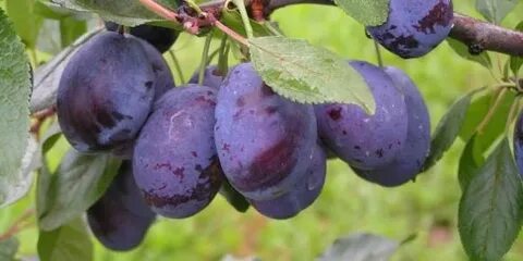 Армянская слива это