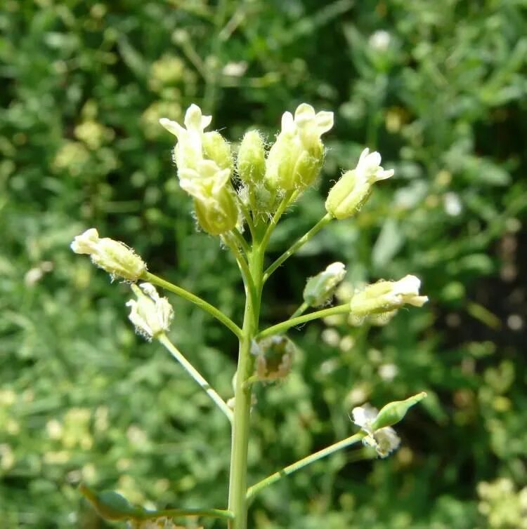 Camelina Рыжик. Camelina microcarpa. Рыжик мелкоплодный Camelina microcarpa Andrz.. Рыжик посевной.