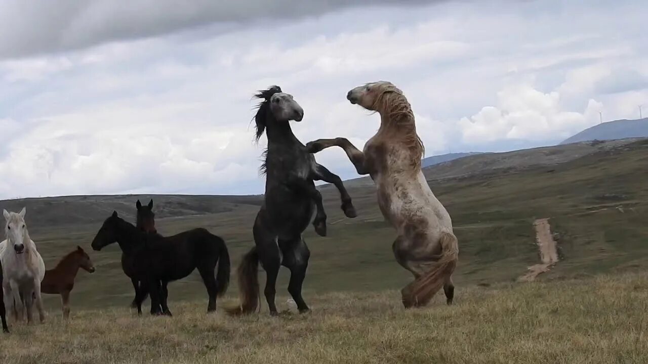 Белый конь несется по высокой траве фото. Лошади панорама. Видео песни кони. Спаривание лошадей. Танец с лошадью.