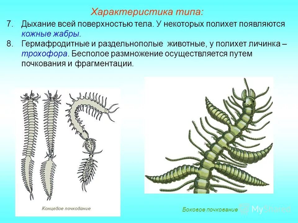 Вегетативное фрагментация